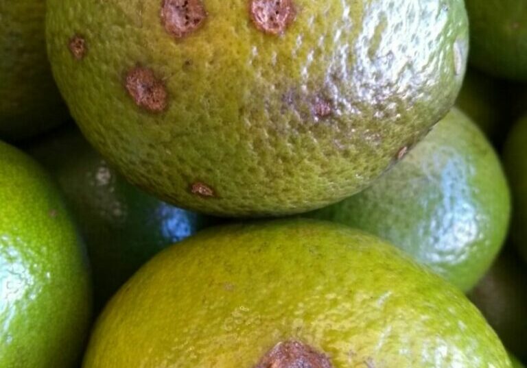 cancro-citrico