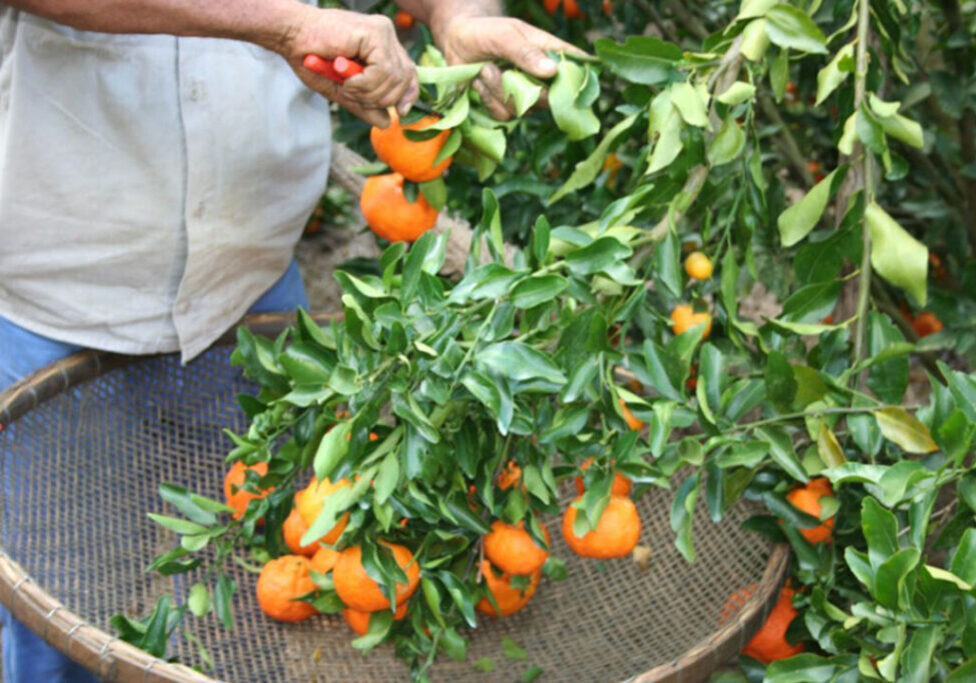 Colheita Mexerica Incaper