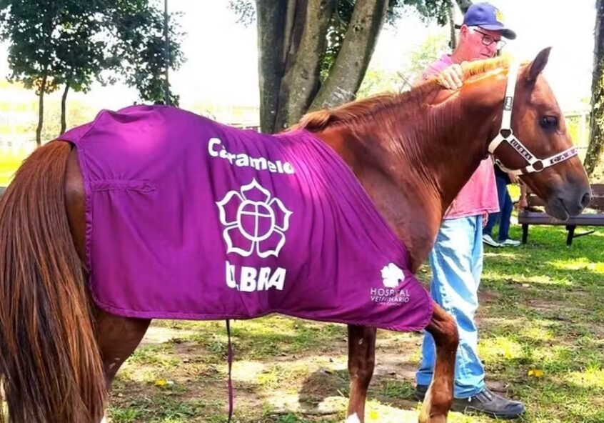 cavalo-caramelo Foto - Ulbra-Divulgação 01