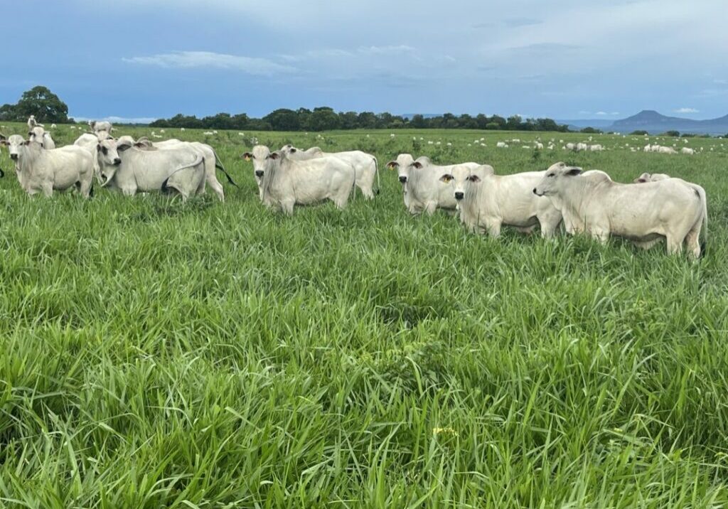 cfm-Agro-pecuaria-CFM-finaliza-avaliacao-da-nova-safra-de-touros-Nelore-nascidos-em-2021-foto-divulgacao