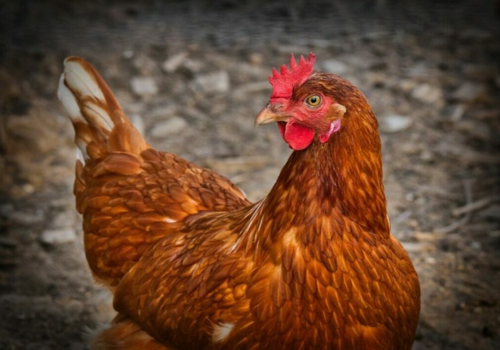 chicken-3727097_1280