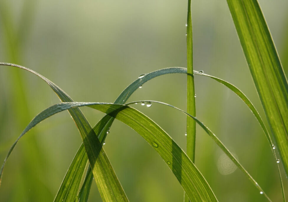 chuva em lavoura - Freepik