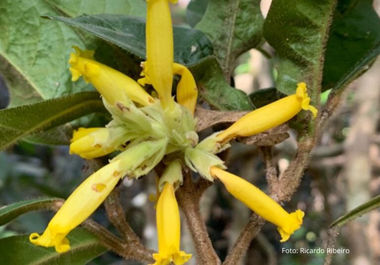 cipó_inma_ricardo_ribeiro