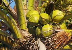 coco_verde_pixabay_gratuita_coconut-214732_1280