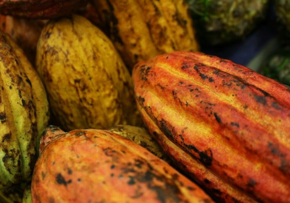 cocoa-g7c53f1818_1280