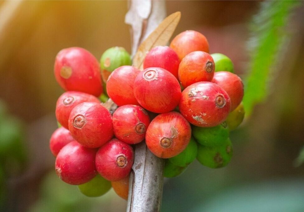 coffee-flowers-g14ba85a23_1280