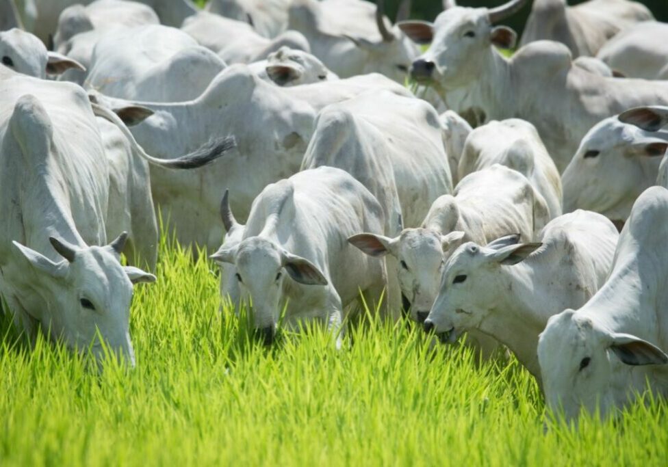 coimma-na-agrobrasilia-foto-CNA