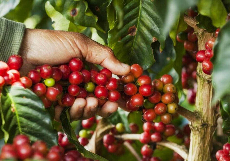 colheita_lavoura_café