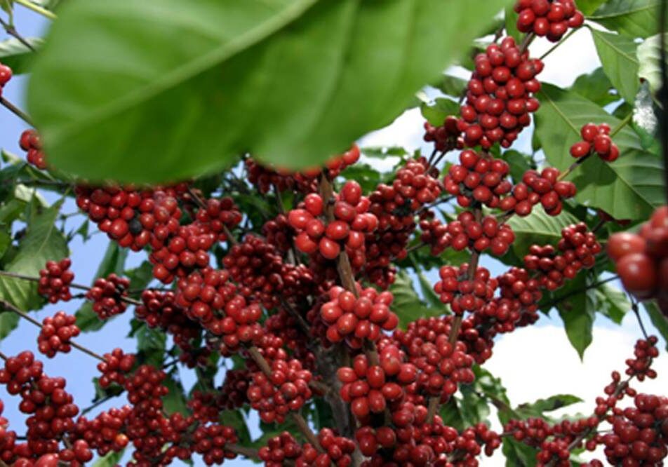 Fazenda modelo do Incaper em Marilândia - Espírito Santo.

Foto: Humberto Franco