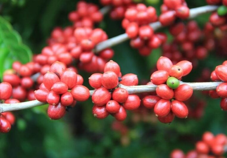 conilon_claudio-costa_seag