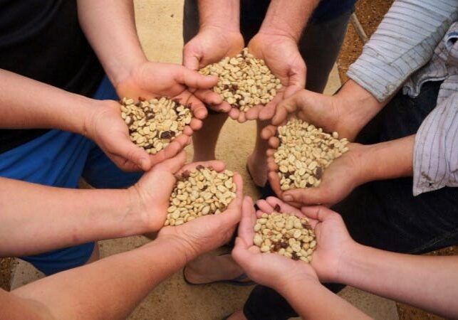 cooperativismo-cafeeiro