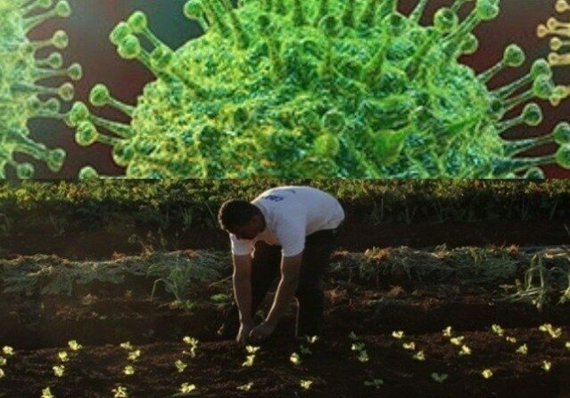 coronavirus-horta-montagem-MC