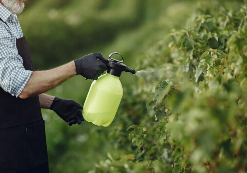 farmer-spraying-vegetables-in-the-garden-with-herbicides-man-in-a-black-apron-1