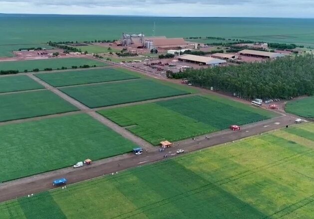 fazenda-ipe-do-grupo-insolo-434c5c25-24da-4370-ba17-476c6e3d8114