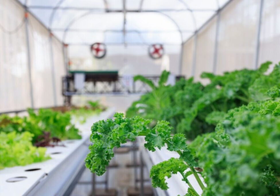 fazenda_urbana_envato (1)