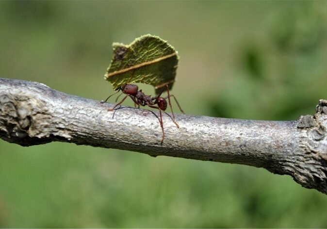 formiga-cortadeira