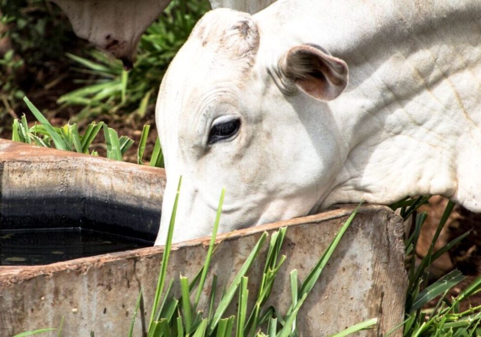 gado_Divulgação Connan