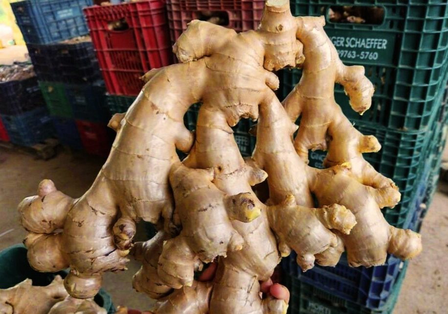 gengibre
