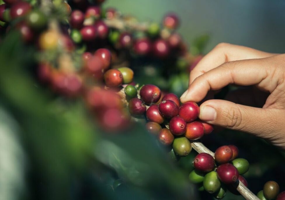 hands-that-are-picking-coffee-beans-from-the-coffee-tree-2