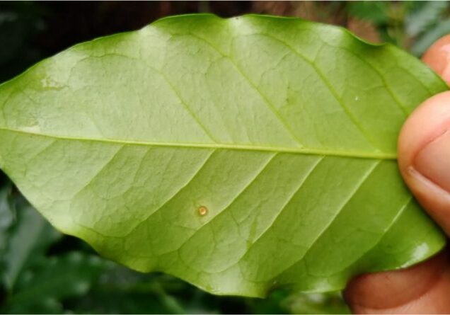 homeopatia-nas-lavouras-800x445-1