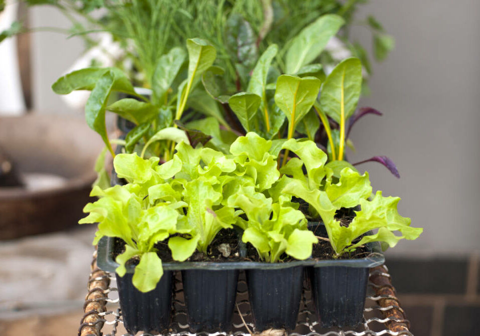 Organic vegetable seedlings in seedling trays
