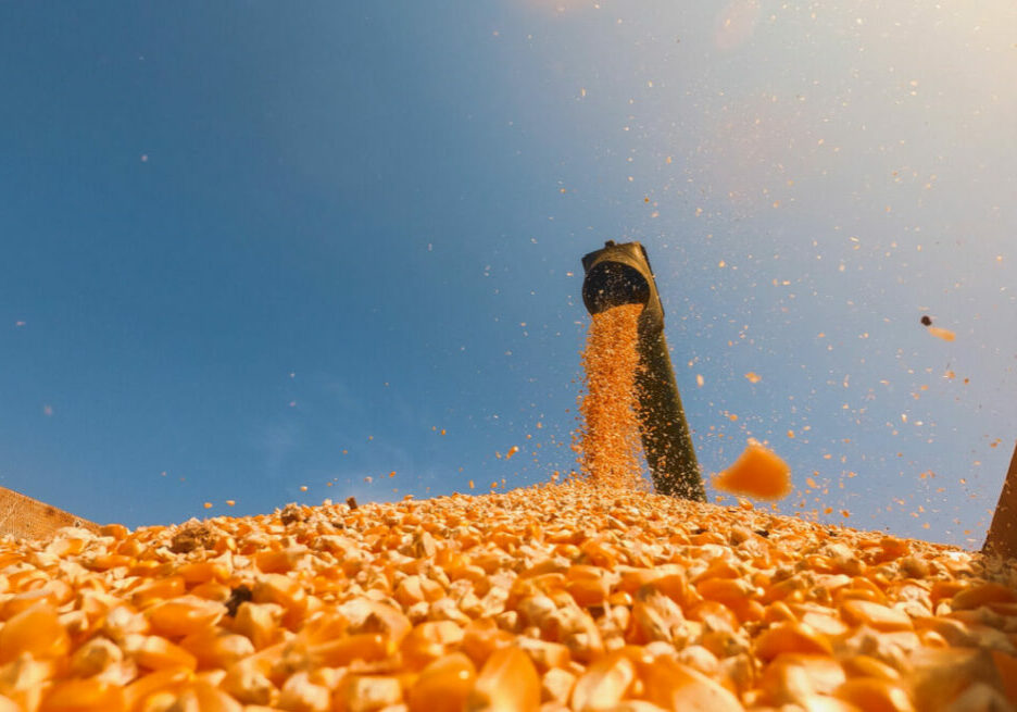 corn grains falling form combine harvesting in the truck with blue sky