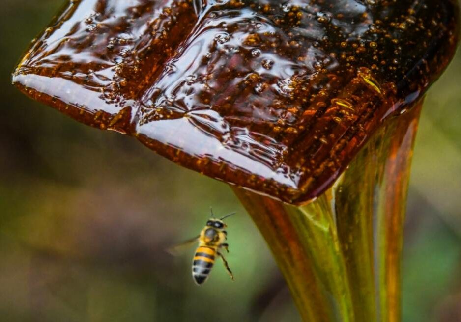 indicacao-geografica