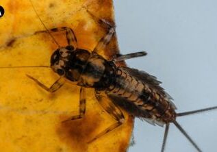 inseto_mata-atlantica-1