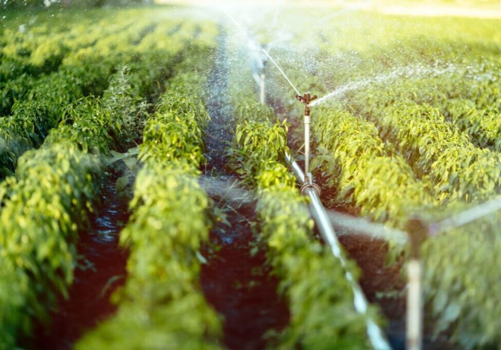 irrigação_envato