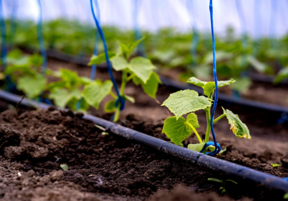 irrigação_gotejamento_freepik