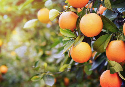 laranja_02