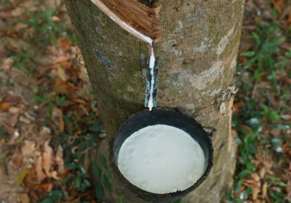 látex_envato_compressed