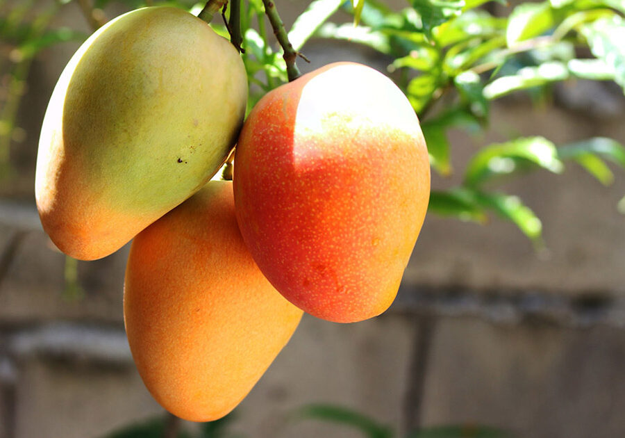 Apple Mangoes