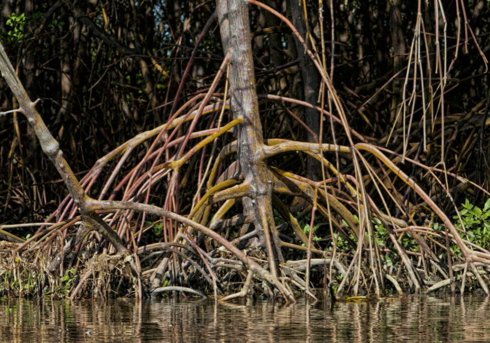 Mangroves are various kinds of trees up to medium height and shrubs that grow in saline coastal sediment habitats in the tropics and subtropics – mainly between latitudes 25° N and 25° S. The remaining mangrove forest areas of the world in 2000 was 53,190 square miles (137,760 km²) spanning 118 countries and territories.[1][2] The word is used in at least three senses: (1) most broadly to refer to the habitat and entire plant assemblage or mangal,[3][page needed] for which the terms mangrove forest biome, mangrove swamp and mangrove forest are also used, (2) to refer to all trees and large shrubs in the mangrove swamp, and (3) narrowly to refer to the mangrove family of plants, the Rhizophoraceae, or even more specifically just to mangrove trees of the genus Rhizophora. The term "mangrove" comes to English from Spanish (perhaps by way of Portuguese), and is of Caribbean origin, likely Taíno. It was earlier "mangrow" (from Portugues mangue or Spanish mangle), but this was corrupted via folk etymology influence of "grove".
The mangrove biome, or mangal, is a distinct saline woodland or shrubland habitat characterized by a depositional coastal environments, where fine sediments (often with high organic content) collect in areas protected from high-energy wave action. Mangroves dominate three quarters of tropical coastlines.[4] The saline conditions tolerated by various mangrove species range from brackish water, through pure seawater (30 to 40 ppt), to water concentrated by evaporation to over twice the salinity of ocean seawater (up to 90 ppt).[4][5]