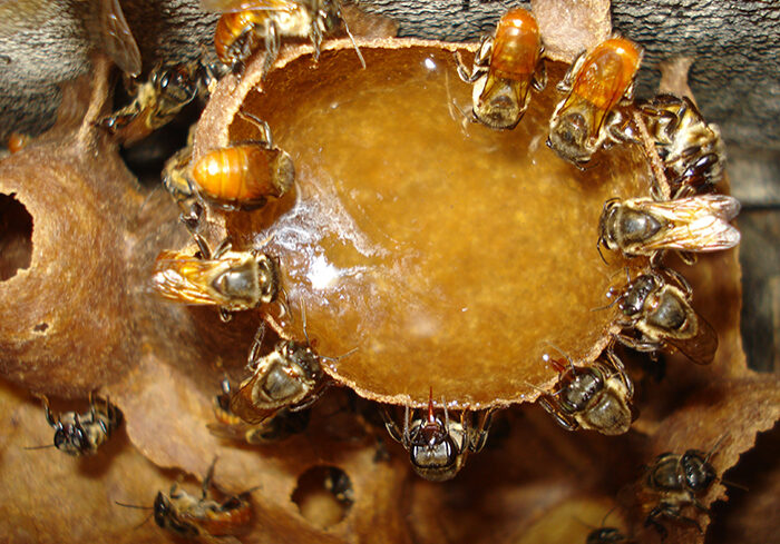 meliponicultura