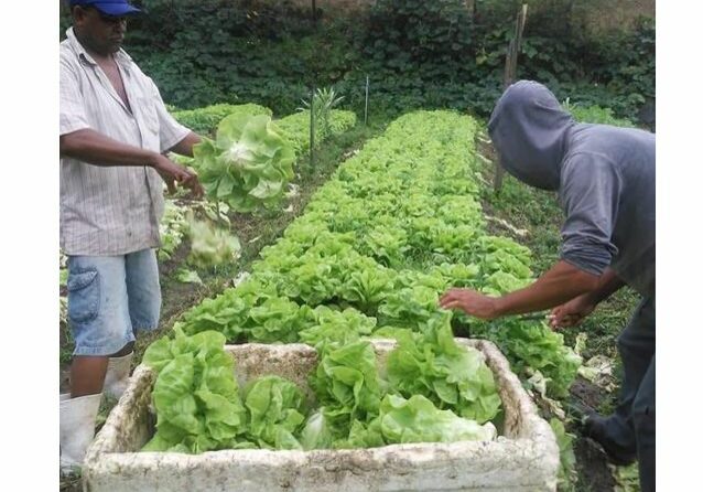 merenda-nova-venecia