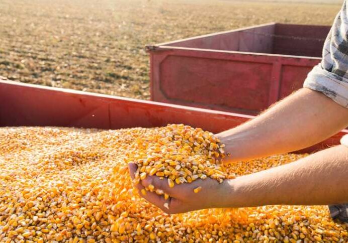 milho-1