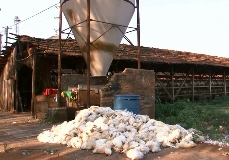 morte_galinhas_calor