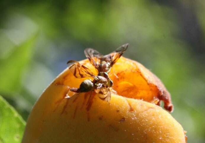mosca-da-fruta