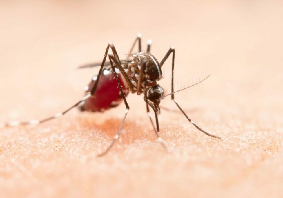 mosquito-1