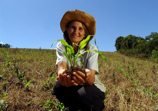 Agricultora Familiar segura um pÈ de milho
Prudentopolis - Parana