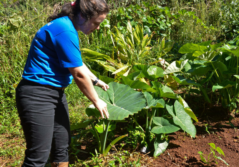 A produtora rural Silvia Pinheiro adotou o sistema agroflorestas em sua propriedade, e, segundo Silvia, a biodiversidade é tão grande que evita muitas pragas e dá mais saúde para os vegetais (Antonio Cruz/Agência Brasil)