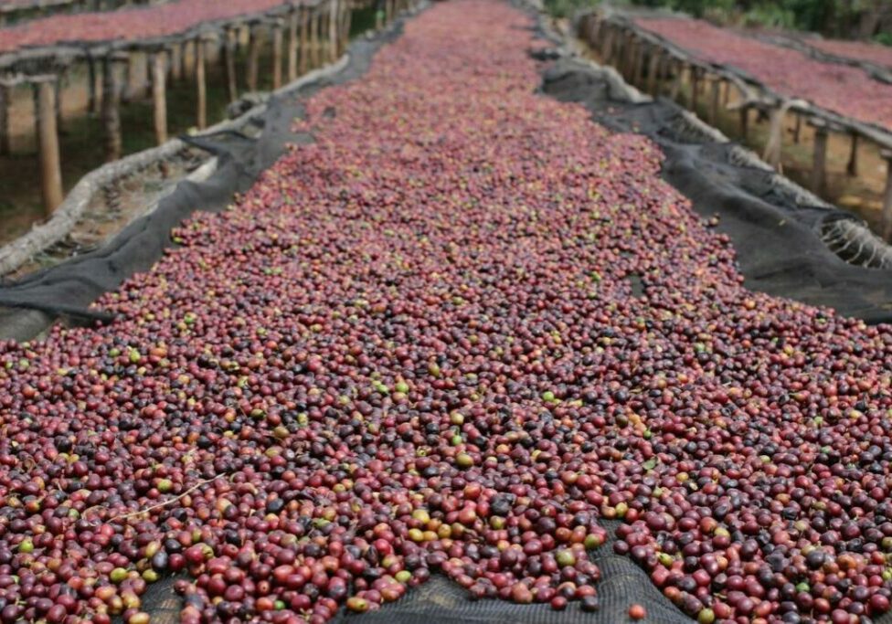 natural-coffee-2744210_1280