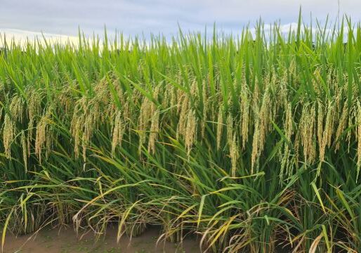 nova-cultivar-arroz