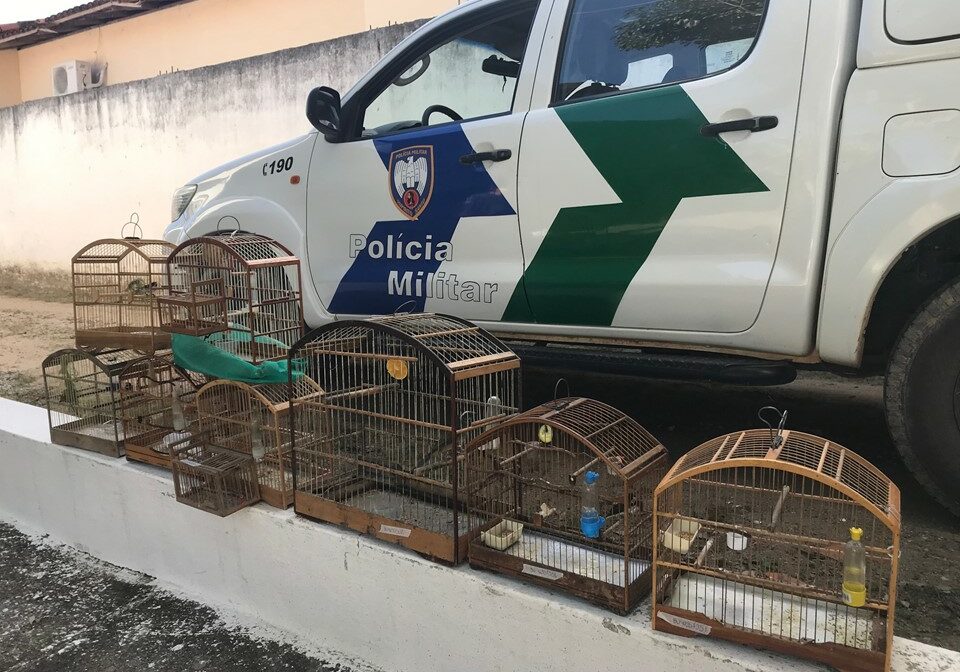 passaros_silvestres_apreensao