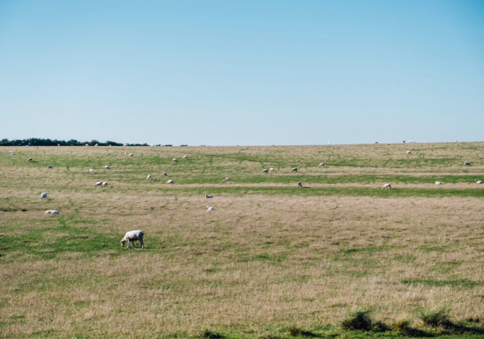 pasto degradado_Freepik