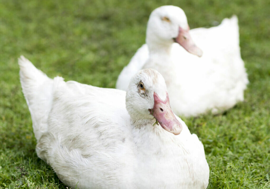 patos-brancos-bonitos-sentado-na-grama