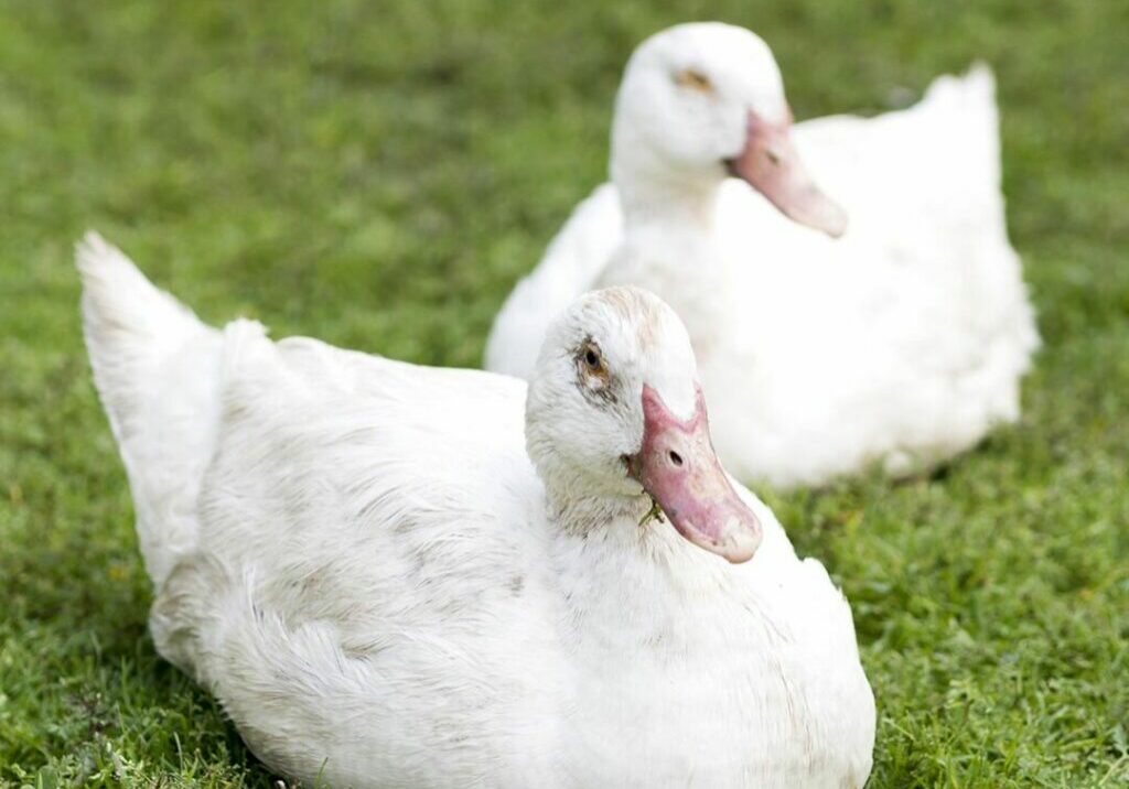 patos-brancos-bonitos-sentado-na-grama