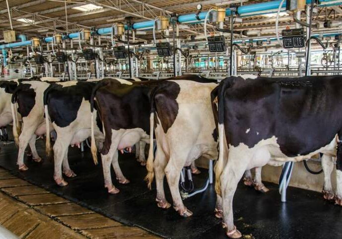 pecuaria-leite