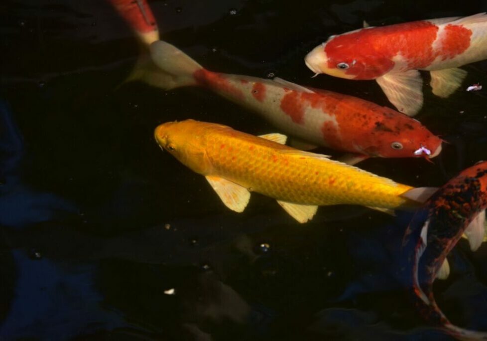 peixe_ornamental_freepik-1